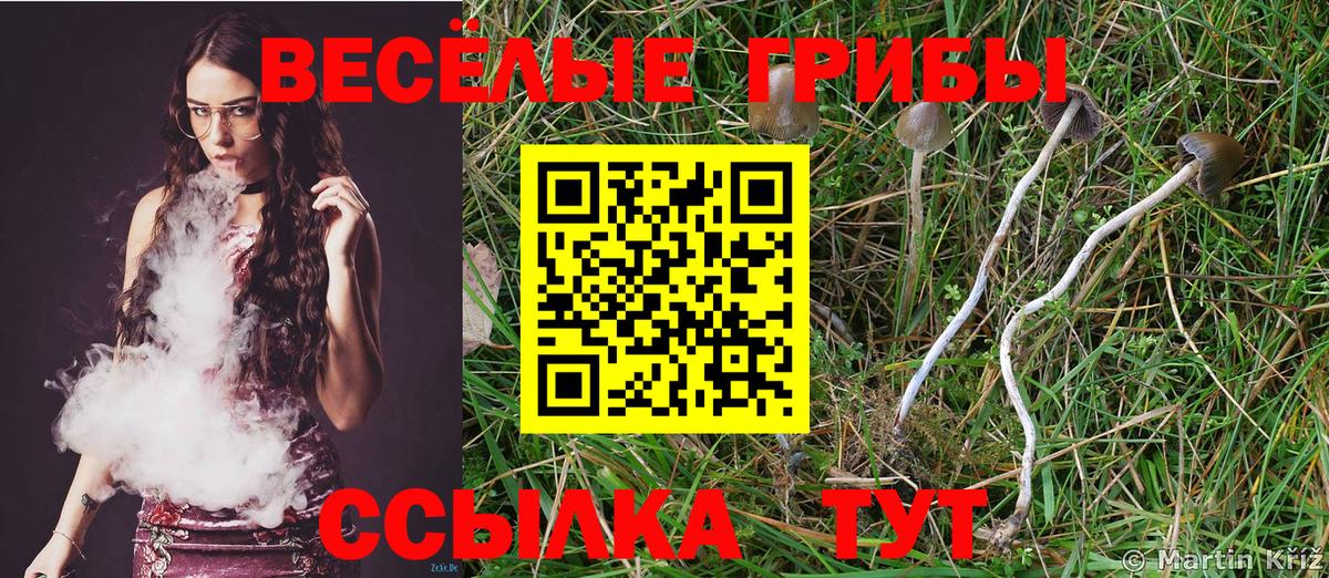 Псилоцибиновые грибы Psilocybe  Вход с VPN  Камень-на-Оби  Галлюциногенные грибы мицелий 